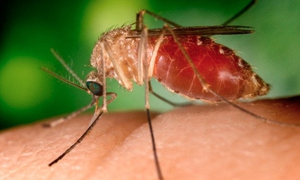 Muỗi thường có thể truyền virus Zika cho người